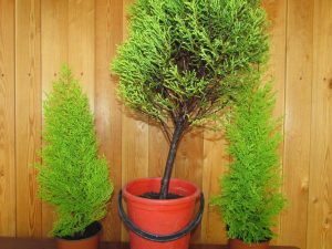 (65+ Photos & Vidéos) + Avis