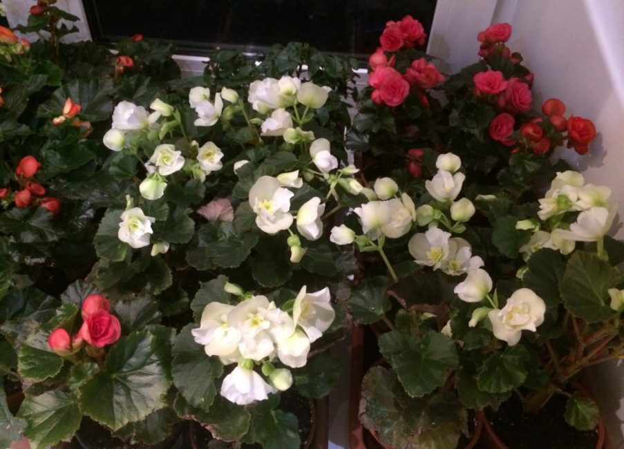 Les bégonias nécessitent des soins systématiques