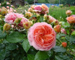 Roses Polyanthus: description de 11 variétés, caractéristiques de la culture à partir de graines à la maison (75+ Photos & Vidéos) + Avis