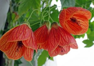 (50+ Photos & Vidéos) + Avis