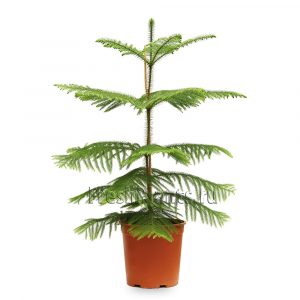 (65+ Photos & Vidéos) + Avis