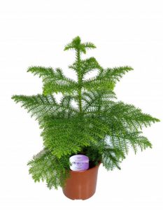 (65+ Photos & Vidéos) + Avis