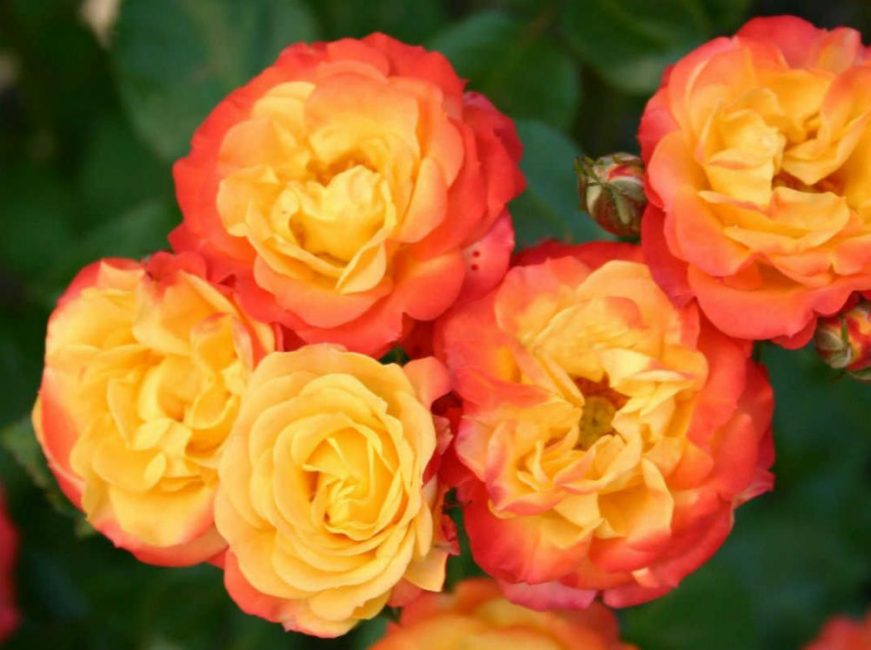 floribunda