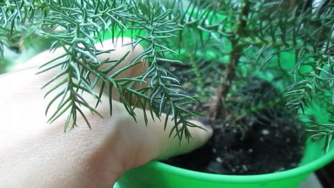 Suppression des branches concernées