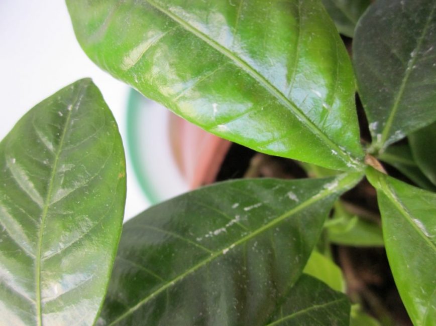 Photo de gardénia infesté de parasites