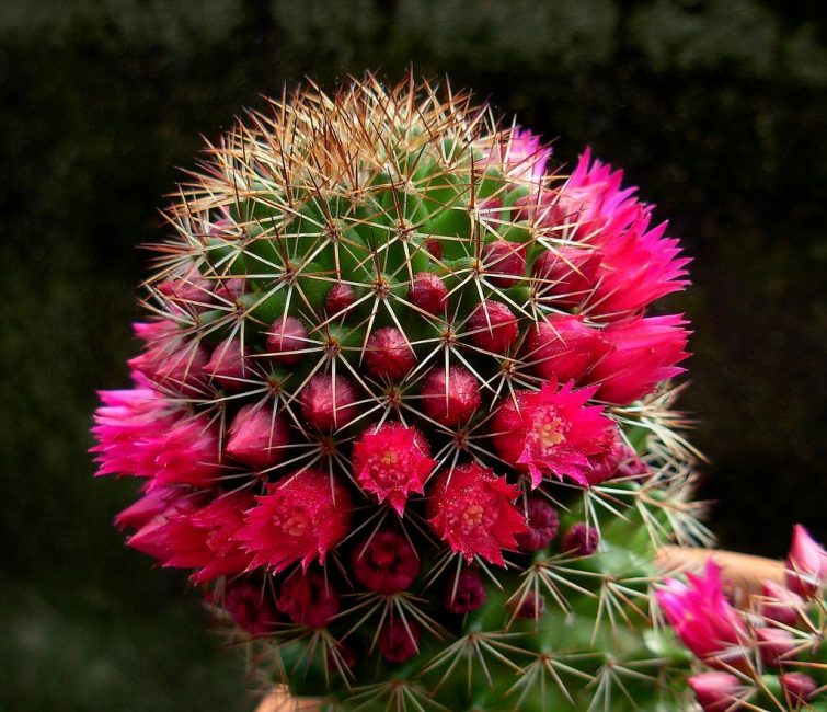 Les mammillaria en fleurs peuvent avoir jusqu'à une centaine de fleurs