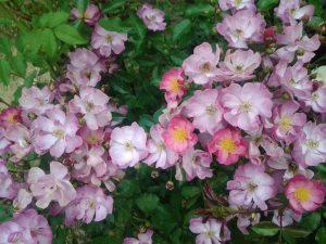 Roses Polyanthus: description de 11 variétés, caractéristiques de la culture à partir de graines à la maison (75+ Photos & Vidéos) + Avis