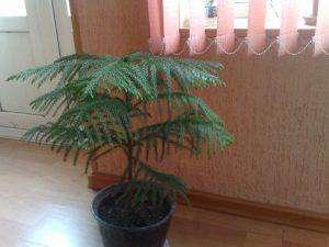 (65+ Photos & Vidéos) + Avis