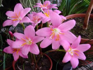 (60+ Photos & Vidéos) + Avis