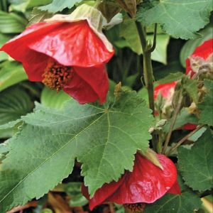 (50+ Photos & Vidéos) + Avis