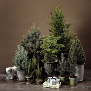 (65+ Photos & Vidéos) + Avis