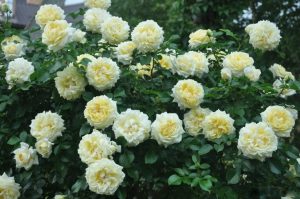 Roses Polyanthus: description de 11 variétés, caractéristiques de la culture à partir de graines à la maison (75+ Photos & Vidéos) + Avis