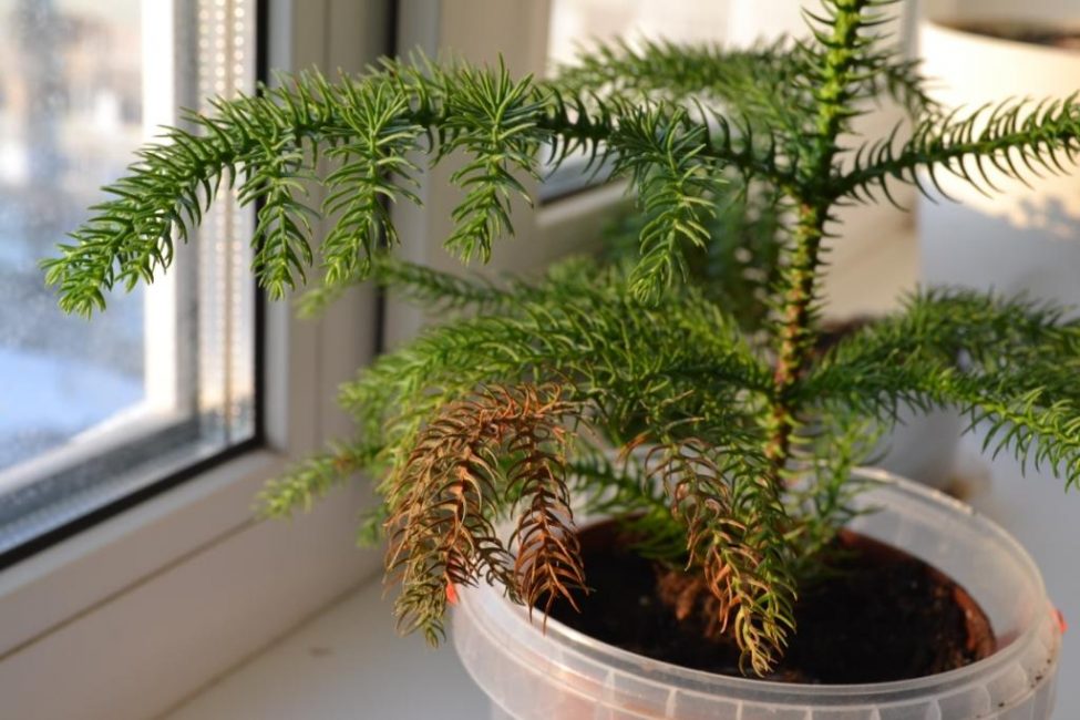 La plante ne reçoit pas d'humidité : séchage des branches