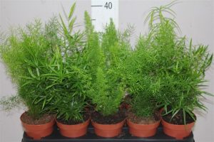 (50+ Photos & Vidéos) + Avis