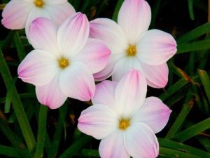 (60+ Photos & Vidéos) + Avis