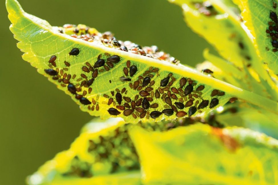 Colonies de pucerons sur une feuille