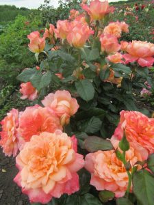 Roses Polyanthus: description de 11 variétés, caractéristiques de la culture à partir de graines à la maison (75+ Photos & Vidéos) + Avis