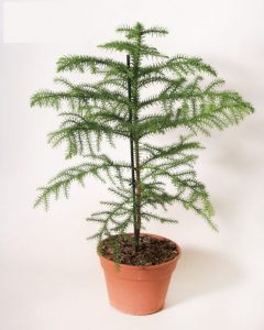 (65+ Photos & Vidéos) + Avis