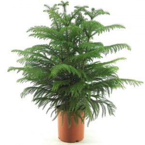 (65+ Photos & Vidéos) + Avis