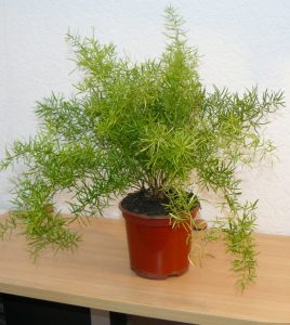 (50+ Photos & Vidéos) + Avis