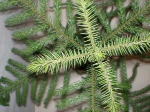 (65+ Photos & Vidéos) + Avis