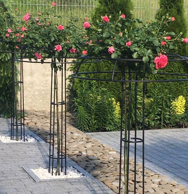 Une rose plantée au printemps peut être formée avec un tronc