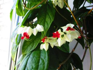 (65+ Photos & Vidéos) + Avis