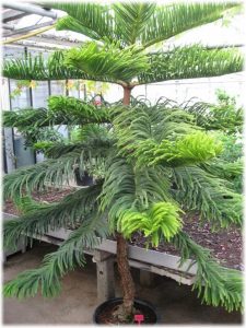 (65+ Photos & Vidéos) + Avis