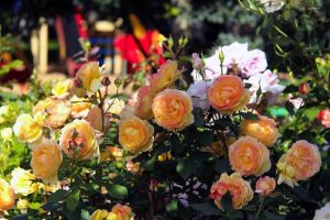 Roses Polyanthus: description de 11 variétés, caractéristiques de la culture à partir de graines à la maison (75+ Photos & Vidéos) + Avis