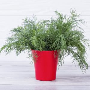 (50+ Photos & Vidéos) + Avis