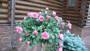 Roses Polyanthus: description de 11 variétés, caractéristiques de la culture à partir de graines à la maison (75+ Photos & Vidéos) + Avis