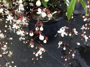 (65+ Photos & Vidéos) + Avis