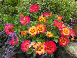 Roses Polyanthus: description de 11 variétés, caractéristiques de la culture à partir de graines à la maison (75+ Photos & Vidéos) + Avis