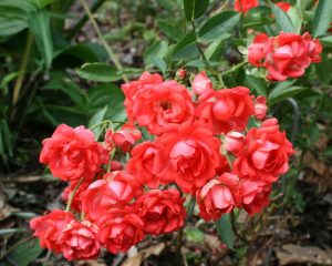 Roses Polyanthus: description de 11 variétés, caractéristiques de la culture à partir de graines à la maison (75+ Photos & Vidéos) + Avis