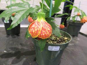 (50+ Photos & Vidéos) + Avis