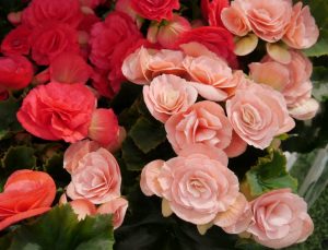 (45+ Photos & Vidéos) + Avis