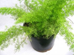 (50+ Photos & Vidéos) + Avis