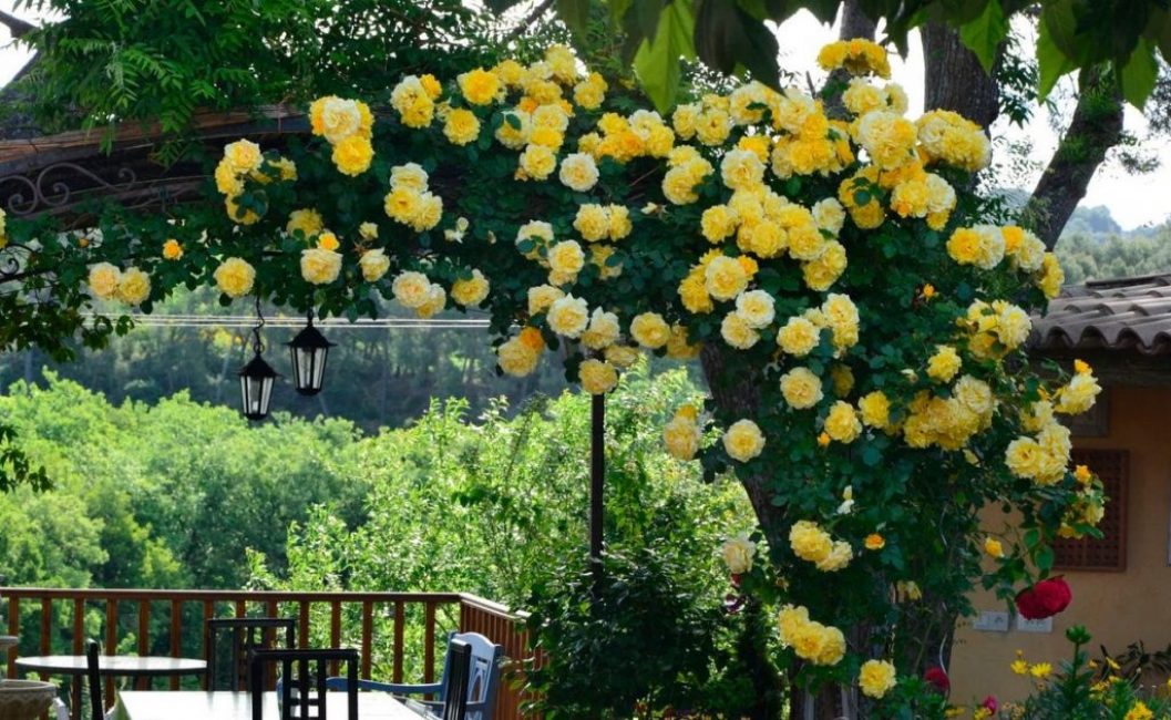 Pour que le buisson ait l'air soigné et fleurisse longtemps, les inflorescences fanées sont régulièrement enlevées.