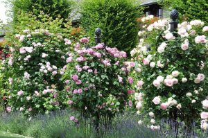 (75 Photos & Vidéos) +Avis