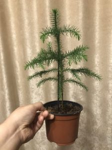 (65+ Photos & Vidéos) + Avis