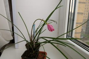 (60+ Photos & Vidéos) + Avis