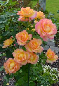 Roses Polyanthus: description de 11 variétés, caractéristiques de la culture à partir de graines à la maison (75+ Photos & Vidéos) + Avis