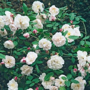 Roses Polyanthus: description de 11 variétés, caractéristiques de la culture à partir de graines à la maison (75+ Photos & Vidéos) + Avis