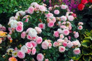 Roses Polyanthus: description de 11 variétés, caractéristiques de la culture à partir de graines à la maison (75+ Photos & Vidéos) + Avis