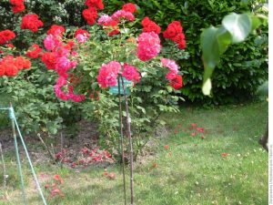 Roses Polyanthus: description de 11 variétés, caractéristiques de la culture à partir de graines à la maison (75+ Photos & Vidéos) + Avis