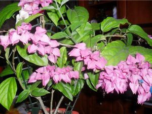 (65+ Photos & Vidéos) + Avis