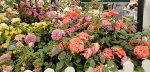 Roses Polyanthus: description de 11 variétés, caractéristiques de la culture à partir de graines à la maison (75+ Photos & Vidéos) + Avis