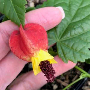 (50+ Photos & Vidéos) + Avis