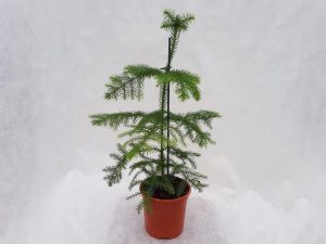 (65+ Photos & Vidéos) + Avis