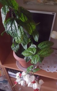 (65+ Photos & Vidéos) + Avis